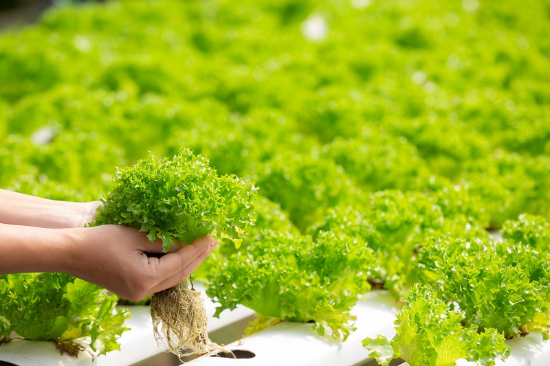 Detailed hydroponics project report