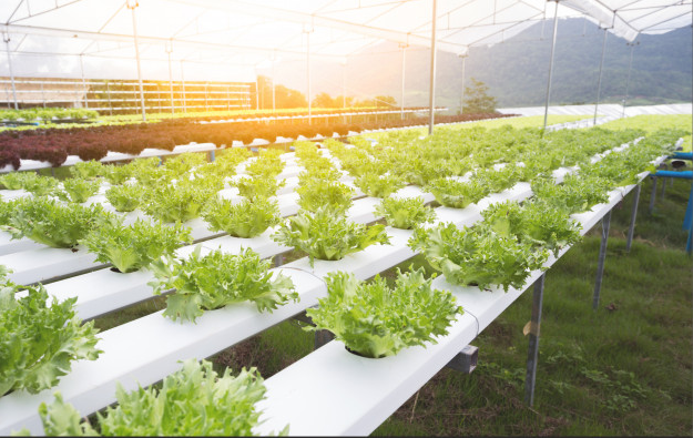 Polyhouse fruits and vegetables