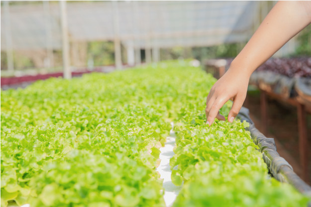 Increased yield in polyhouse farming